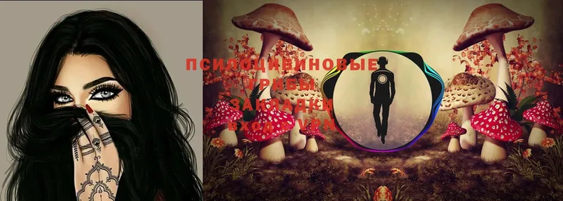 Галлюциногенные грибы Cubensis  Костерёво 